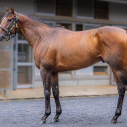 Wilgerbosdrift Danon Scorpion Stallion